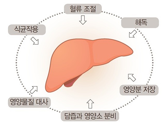 간(肝)파워샷