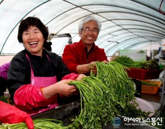 청정솔(Chungjungsol, 전량수출용)