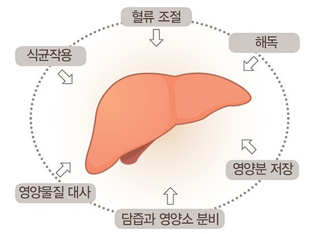 간(肝) 건강에 도움을 줄 수 있는 헤파락